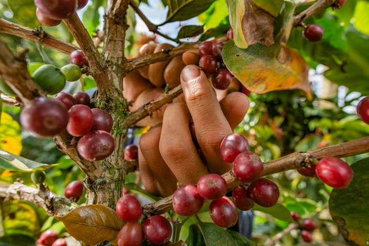 Culesul boabelor de cafea coapte de pe ramura